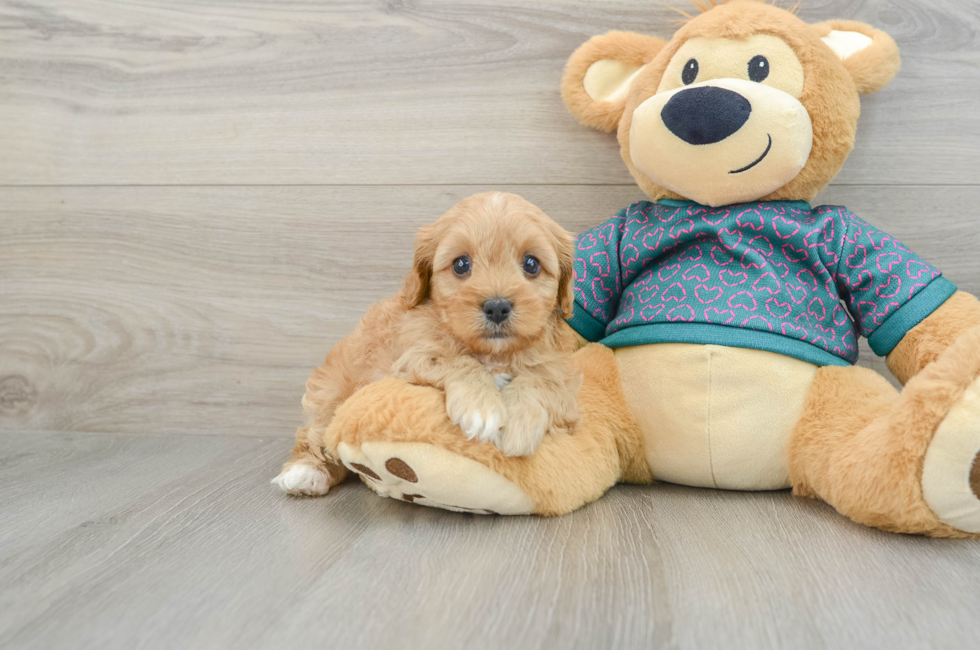 6 week old Cavapoo Puppy For Sale - Premier Pups