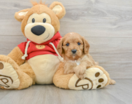 8 week old Cavapoo Puppy For Sale - Premier Pups