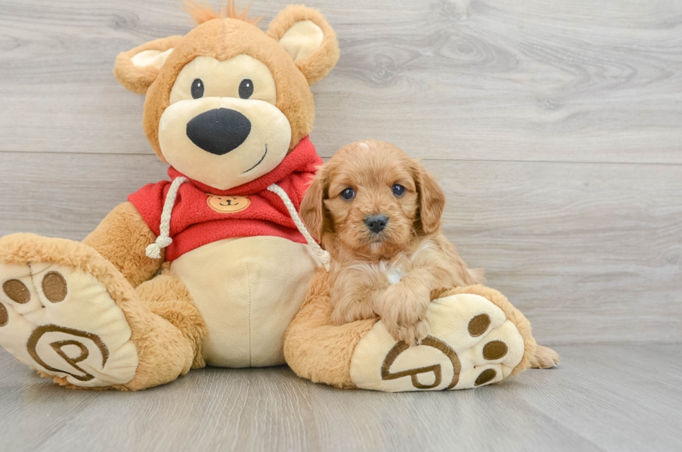 5 week old Cavapoo Puppy For Sale - Premier Pups