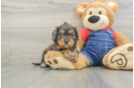 Popular Cavapoo Poodle Mix Pup