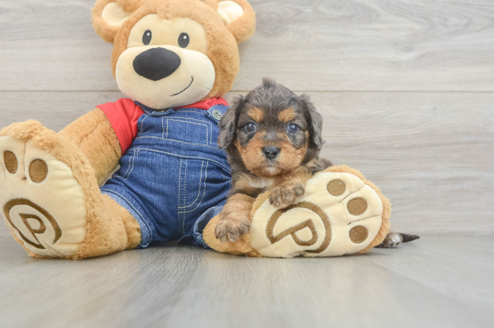 6 week old Cavapoo Puppy For Sale - Premier Pups