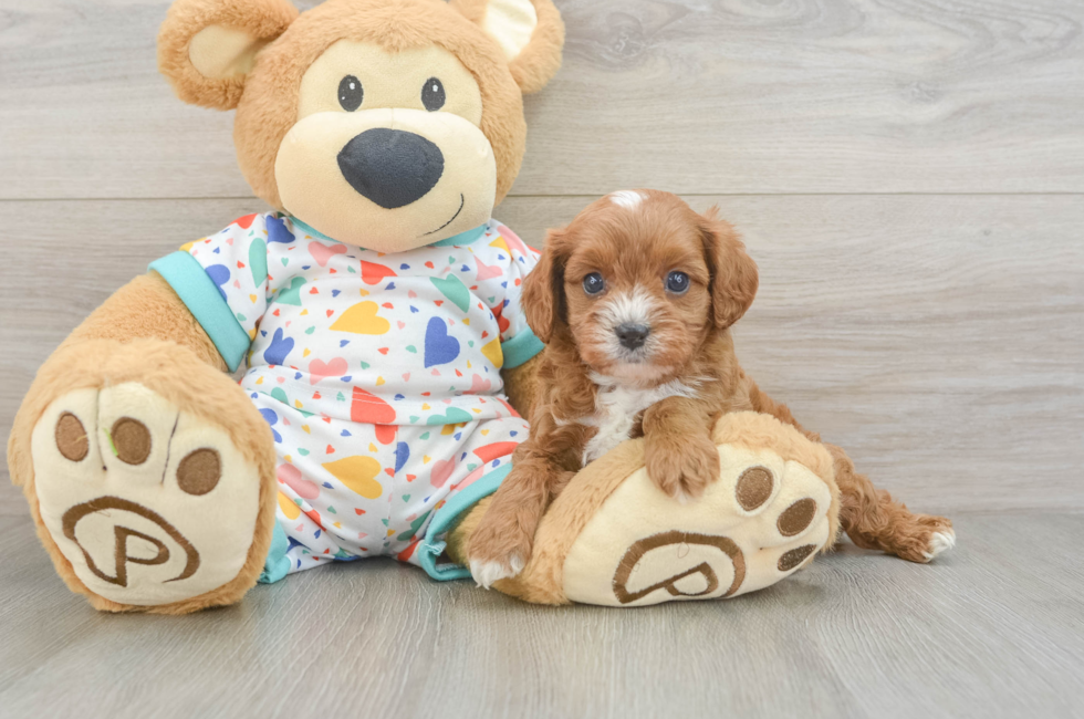 5 week old Cavapoo Puppy For Sale - Premier Pups
