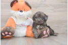 Adorable Cavalier King Charles Spaniel and Poodle Mix Poodle Mix Puppy