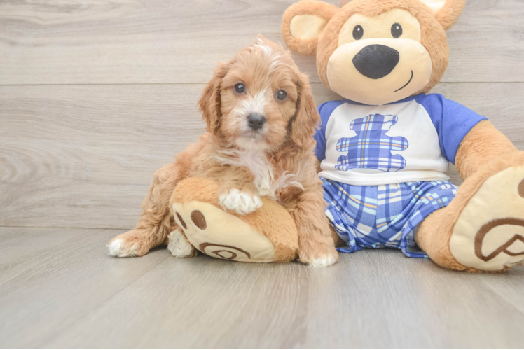 Cavapoo Puppy for Adoption