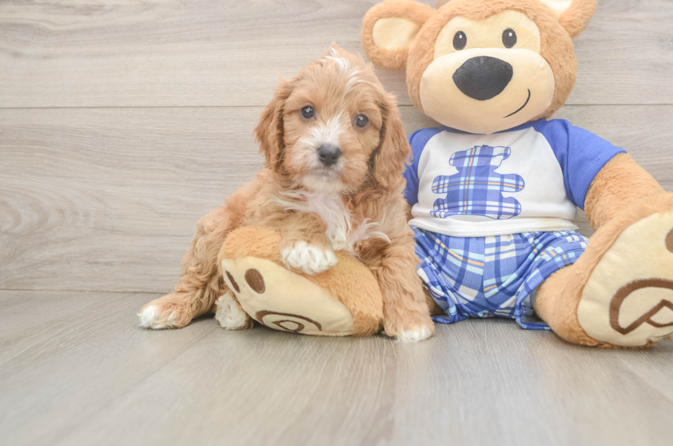 5 week old Cavapoo Puppy For Sale - Premier Pups