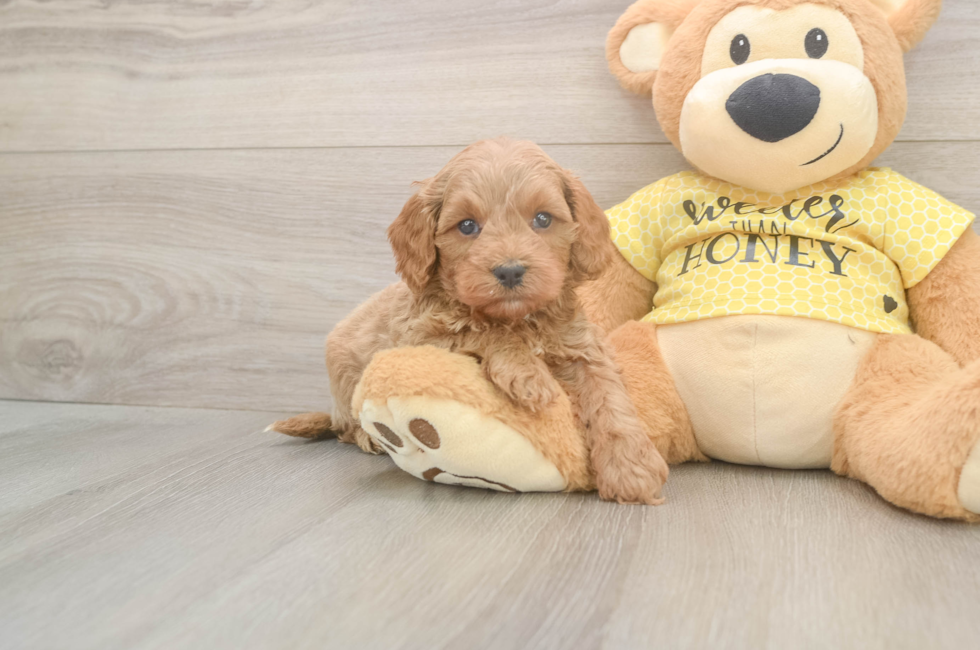 5 week old Cavapoo Puppy For Sale - Premier Pups
