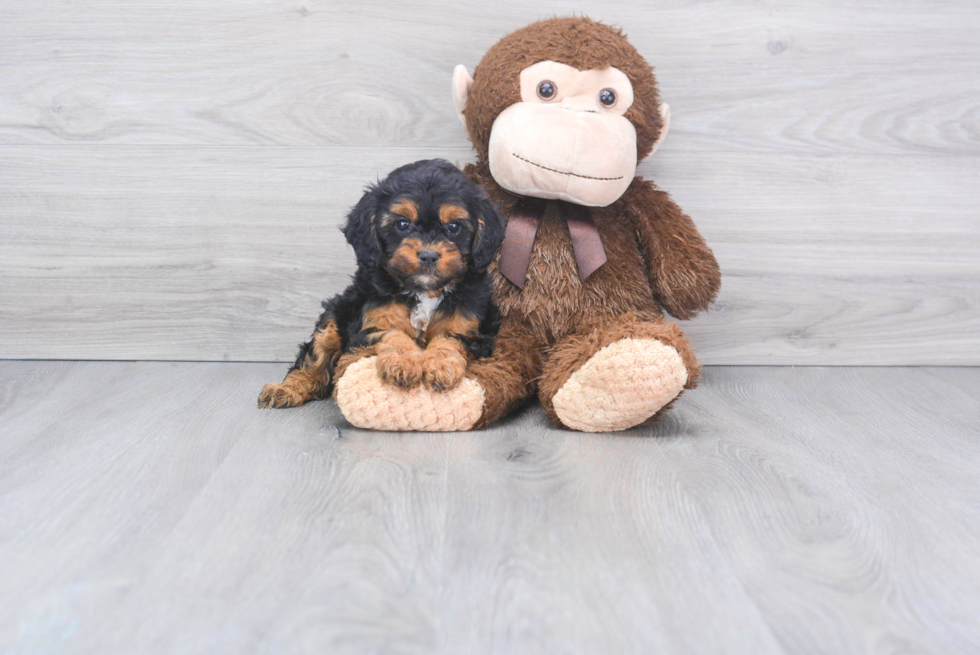 Adorable Cavoodle Poodle Mix Puppy