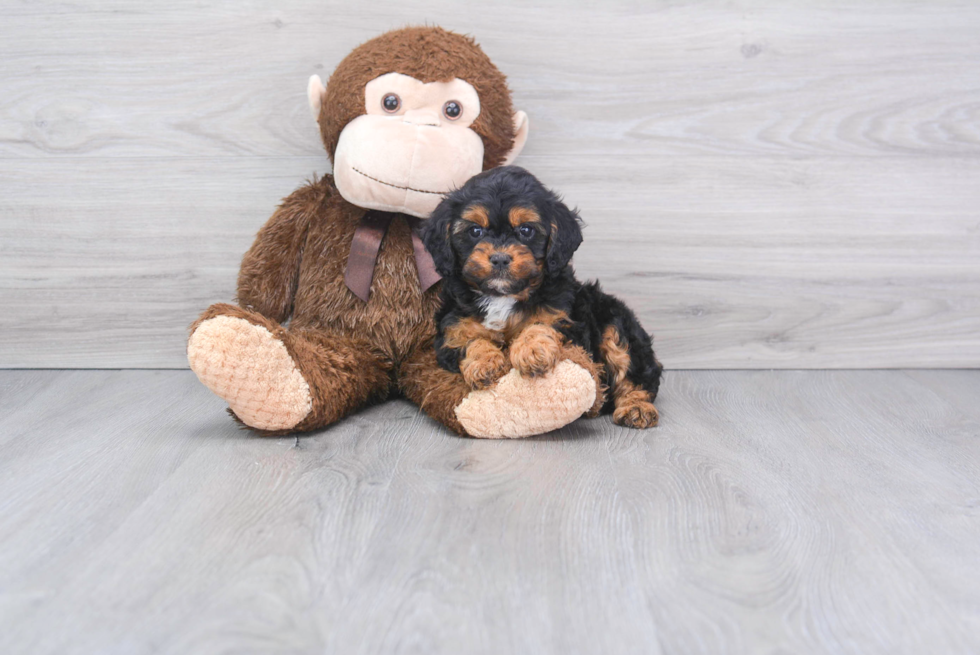 Cute Cavapoo Baby