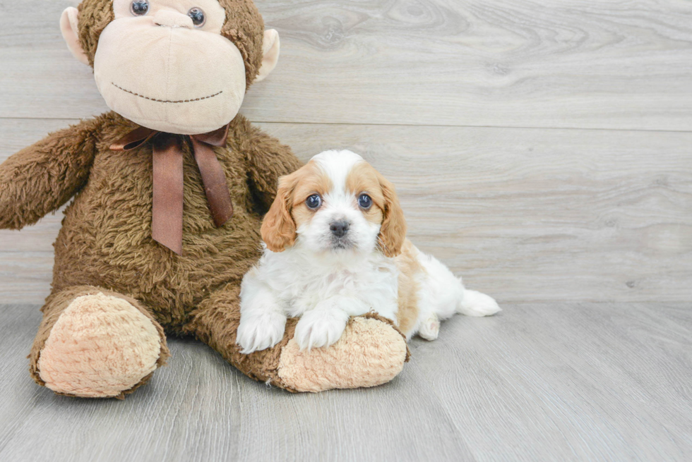 Energetic Cavoodle Poodle Mix Puppy