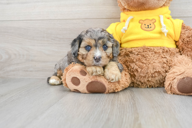 Best Cavapoo Baby