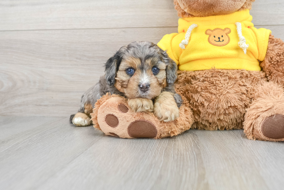 Best Cavapoo Baby