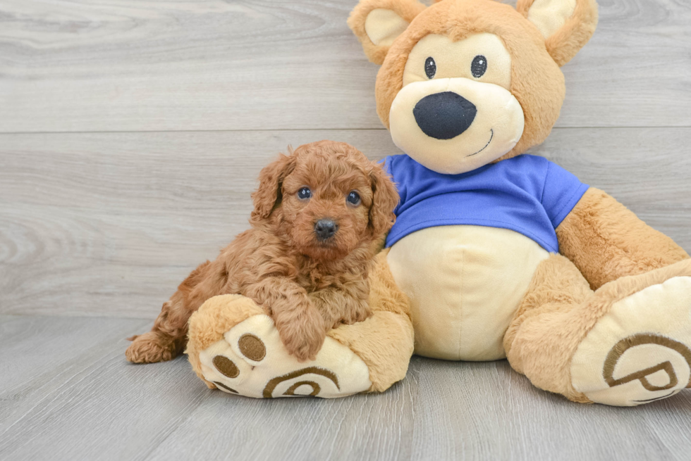 Cavapoo Puppy for Adoption