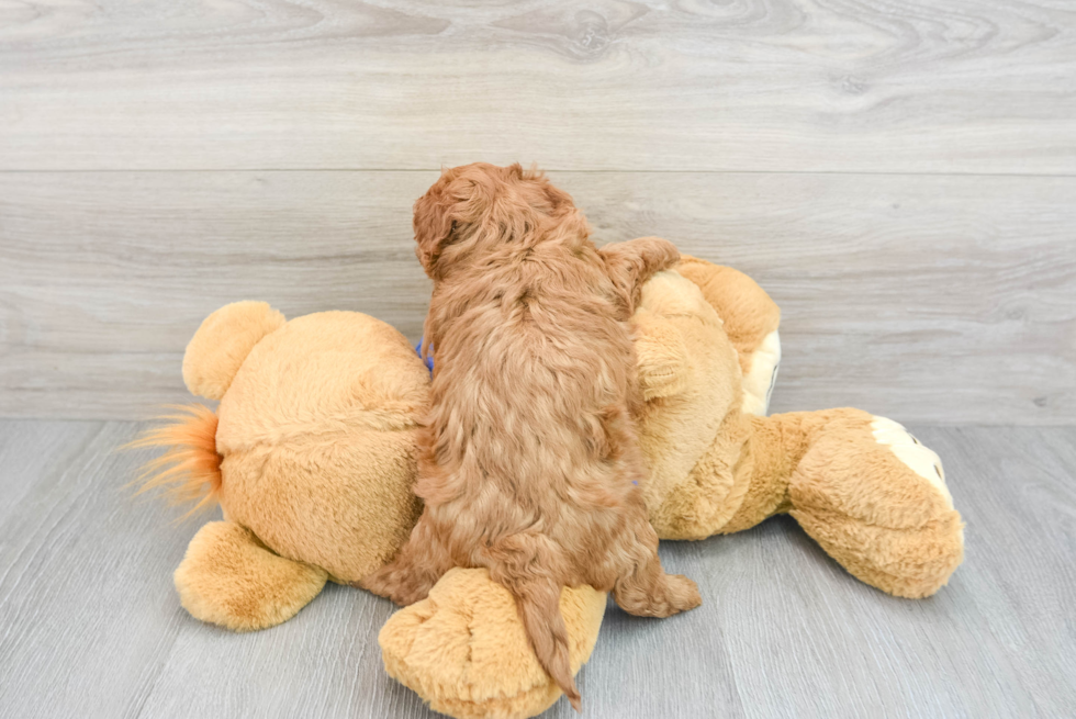Cavapoo Pup Being Cute