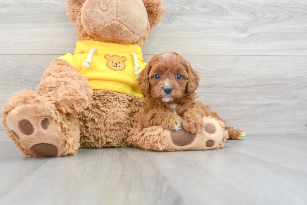Adorable Cavoodle Poodle Mix Puppy