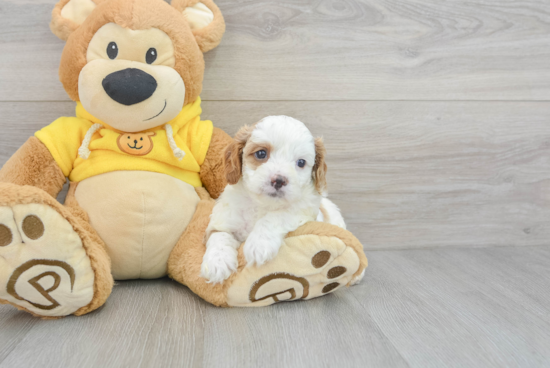 Cavapoo Puppy for Adoption