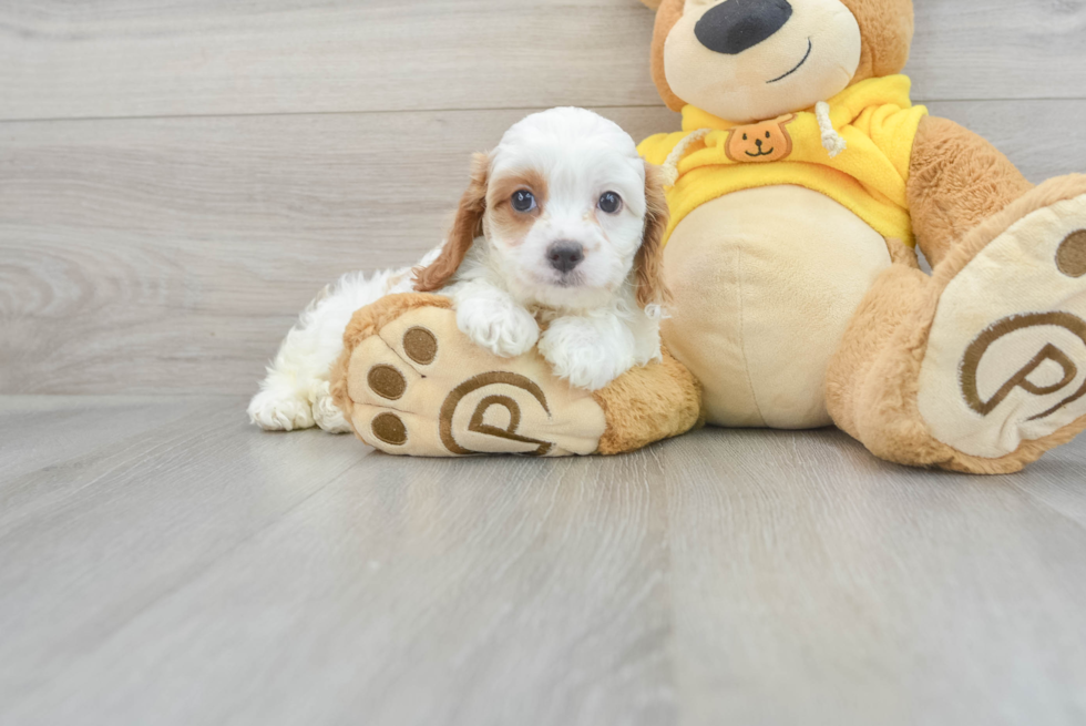 Fluffy Cavapoo Poodle Mix Pup