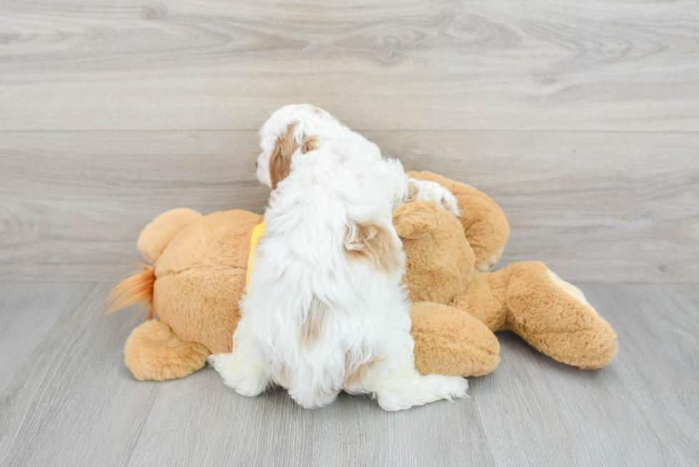 Playful Cavoodle Poodle Mix Puppy