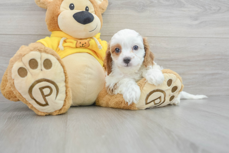 Cavapoo Pup Being Cute