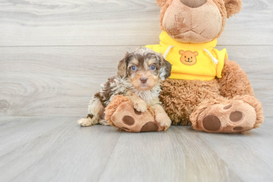 Cavapoo Puppy for Adoption