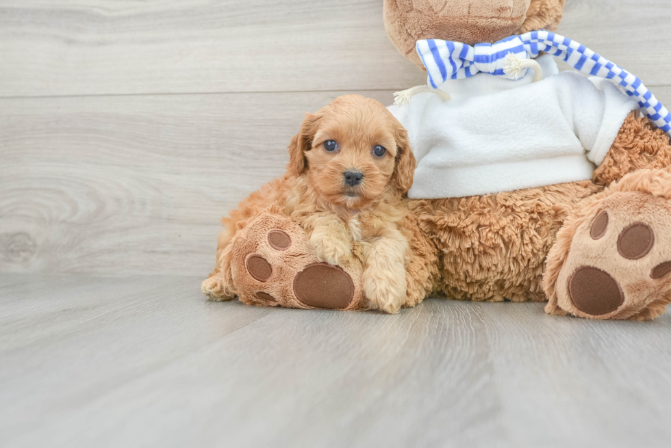 Little Cavoodle Poodle Mix Puppy