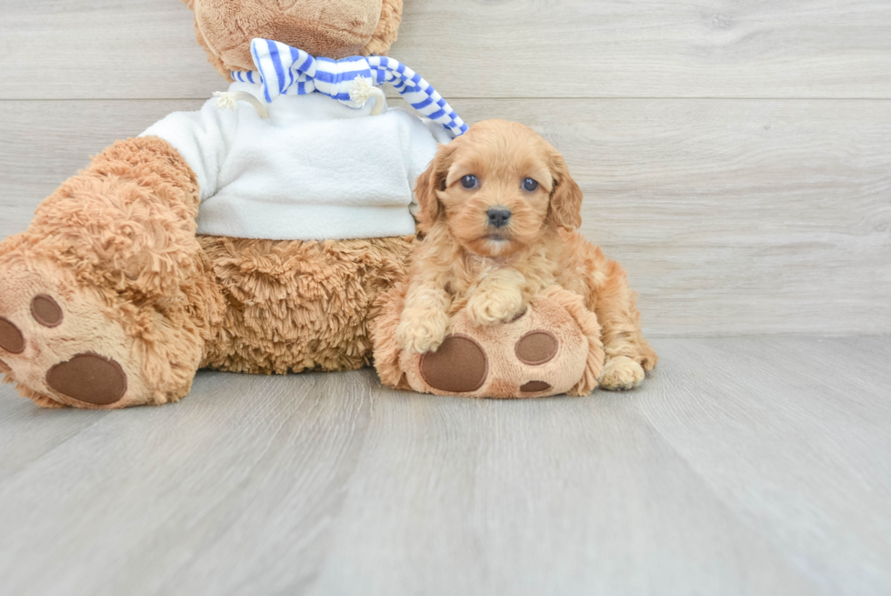 Sweet Cavapoo Baby