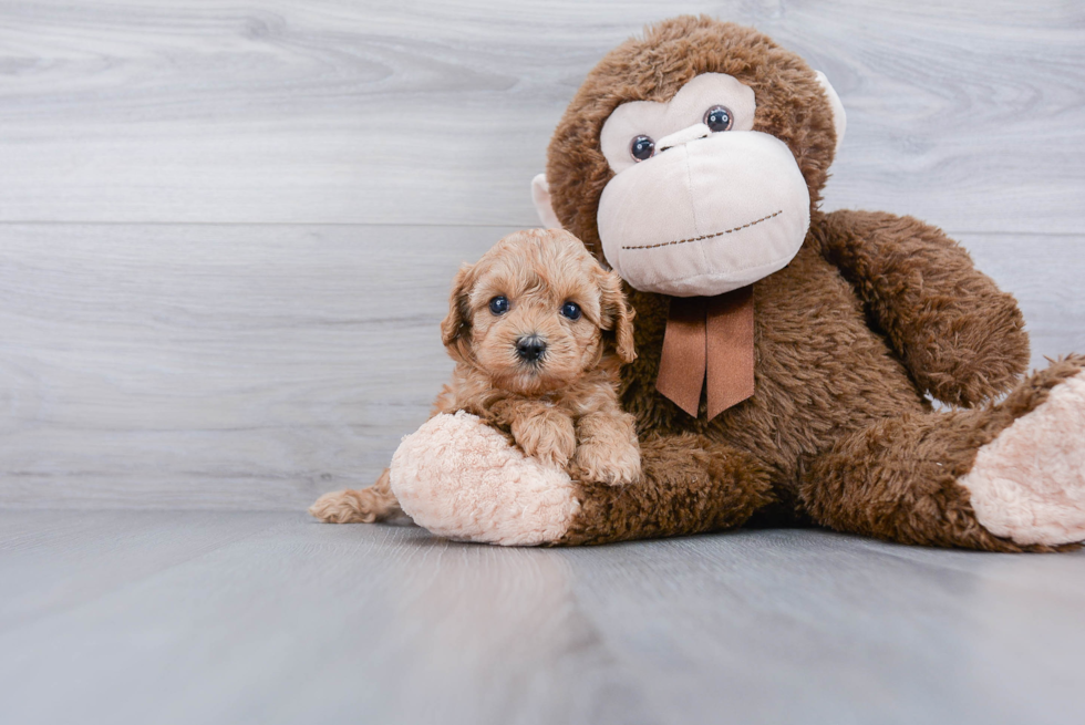 Cavapoo Pup Being Cute