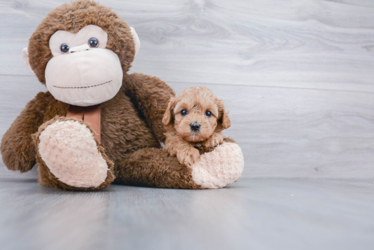 Best Cavapoo Baby