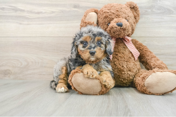 Small Cavapoo Baby