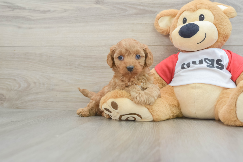 Best Cavapoo Baby