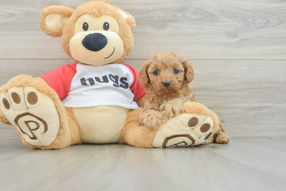 Popular Cavapoo Poodle Mix Pup