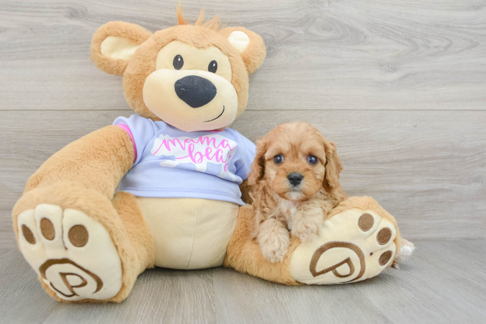 Friendly Cavapoo Baby