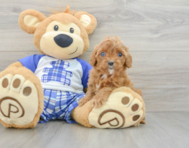 8 week old Cavapoo Puppy For Sale - Premier Pups