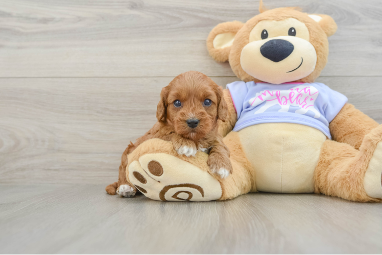 Cavapoo Pup Being Cute