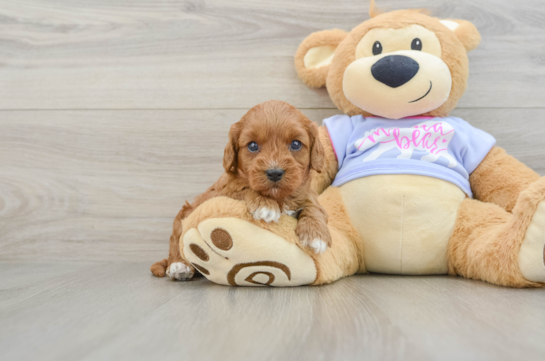 Cavapoo Pup Being Cute