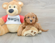 9 week old Cavapoo Puppy For Sale - Premier Pups
