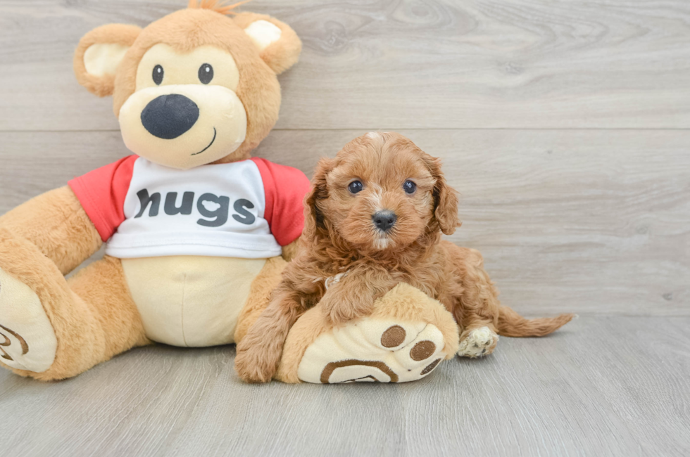 7 week old Cavapoo Puppy For Sale - Premier Pups
