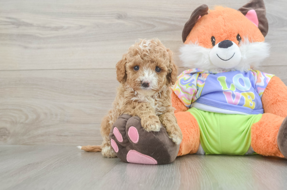 5 week old Cavapoo Puppy For Sale - Premier Pups