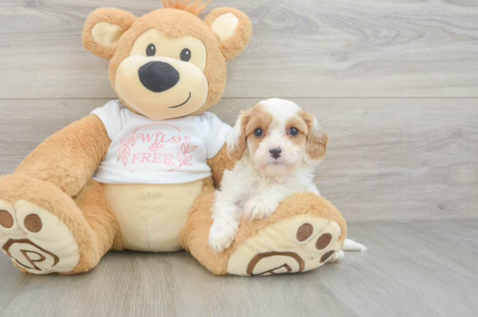 5 week old Cavapoo Puppy For Sale - Premier Pups