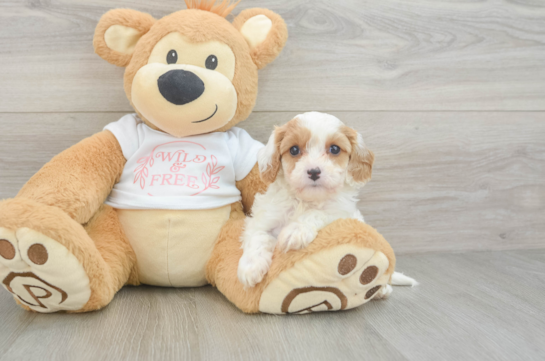 Petite Cavapoo Poodle Mix Pup
