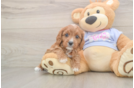 Hypoallergenic Cavadoodle Poodle Mix Puppy