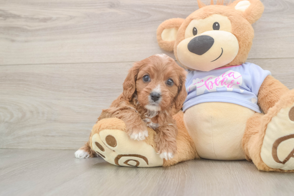 Hypoallergenic Cavadoodle Poodle Mix Puppy