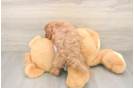 Best Cavapoo Baby