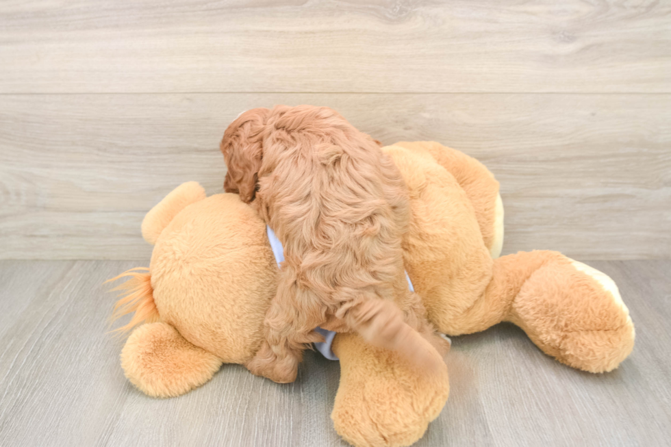 Best Cavapoo Baby