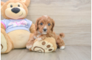 Cavapoo Puppy for Adoption