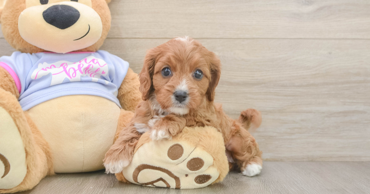 Cute Cavapoo Naomi: 4lb 1oz Doodle Puppy