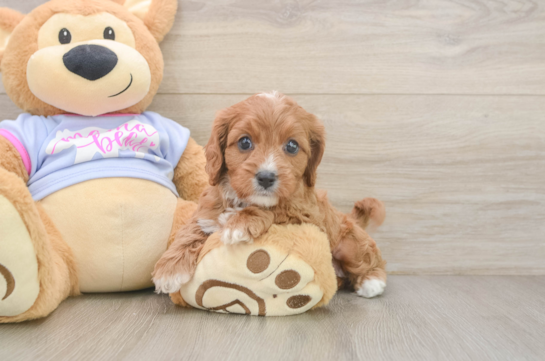Cavapoo Puppy for Adoption