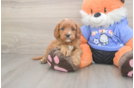 Cavapoo Puppy for Adoption