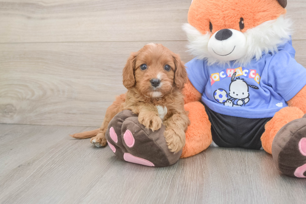 Cavapoo Puppy for Adoption