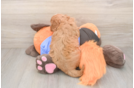 Petite Cavapoo Poodle Mix Pup