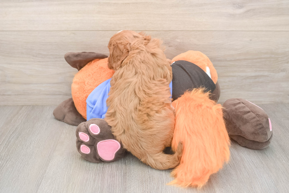 Petite Cavapoo Poodle Mix Pup